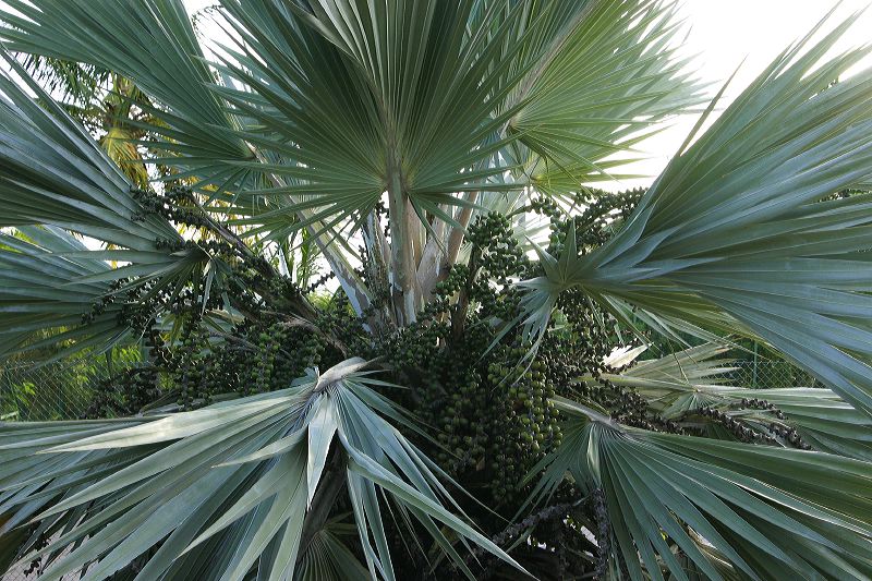 grounds_palm_1778.jpg