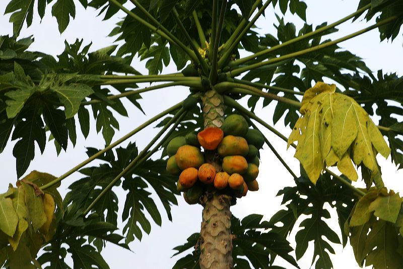 guava_tree_1680.jpg